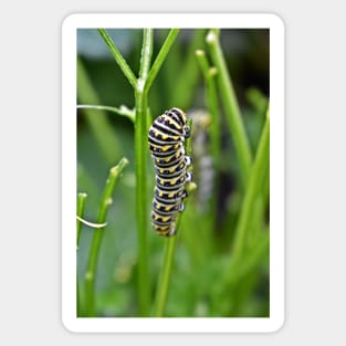 Swallowtail Caterpillar Sticker